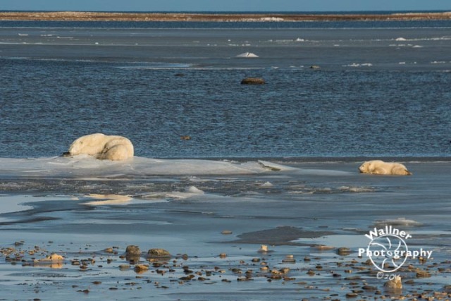 1050-polar-bear-momoctober-21-2016-website